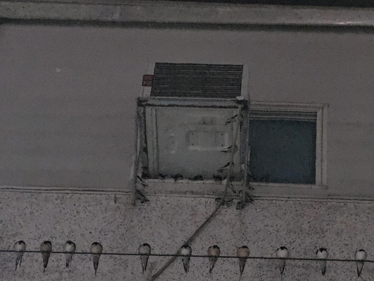 vlaštovka obecná - ML646170984