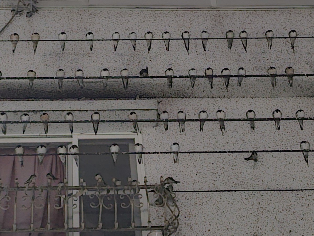 vlaštovka obecná - ML646170990