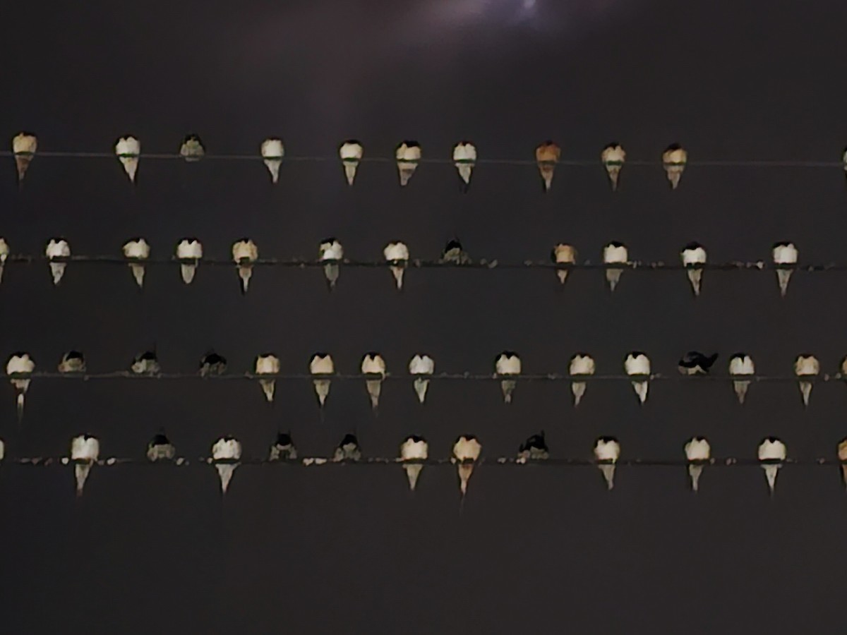 vlaštovka obecná - ML646170991