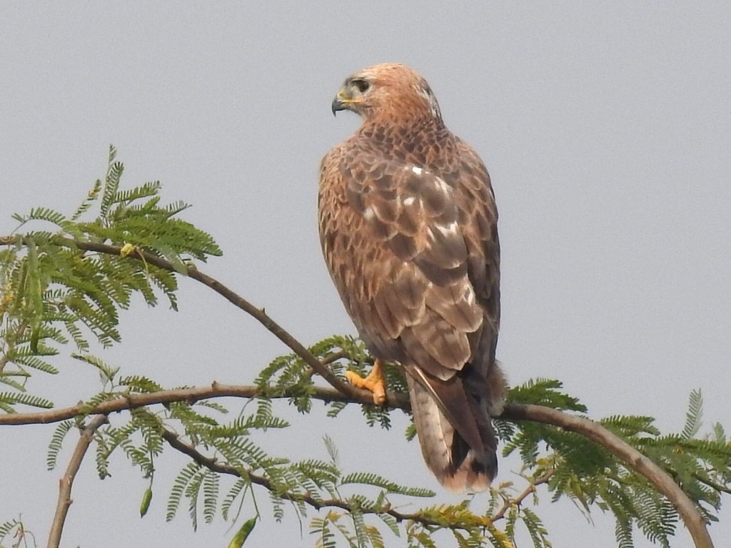 Long-legged Buzzard - ML646170994