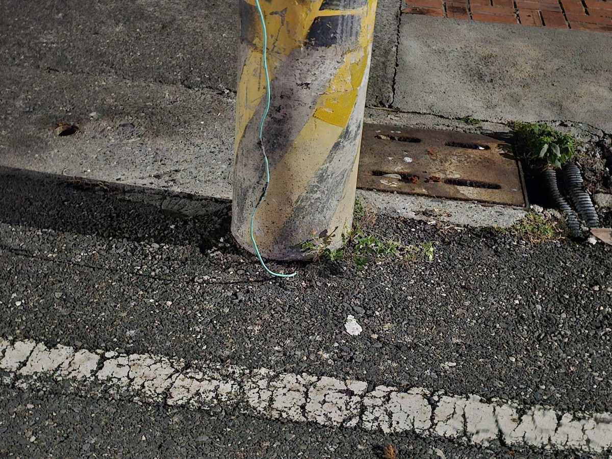 vlaštovka obecná - ML646170999