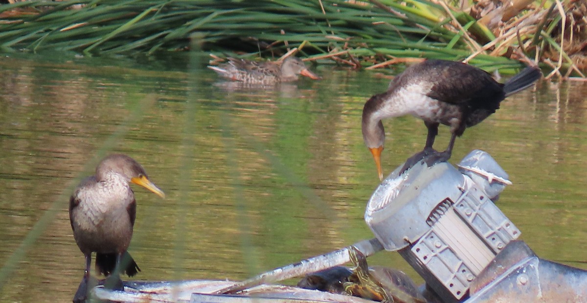 kormorán ušatý - ML646171000