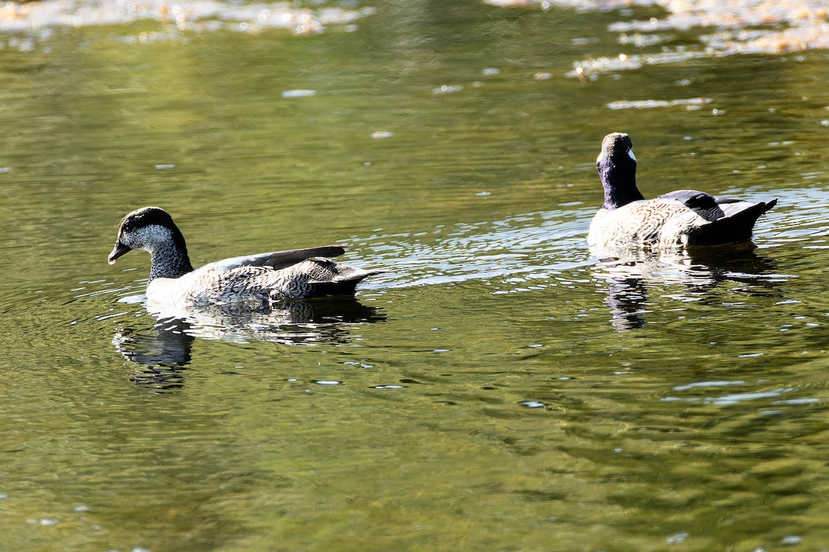 Green Pygmy-Goose - ML646171003
