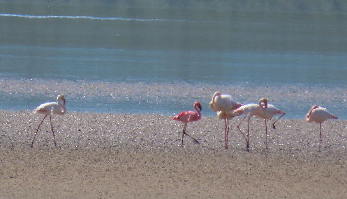 Малый фламинго - ML646171015