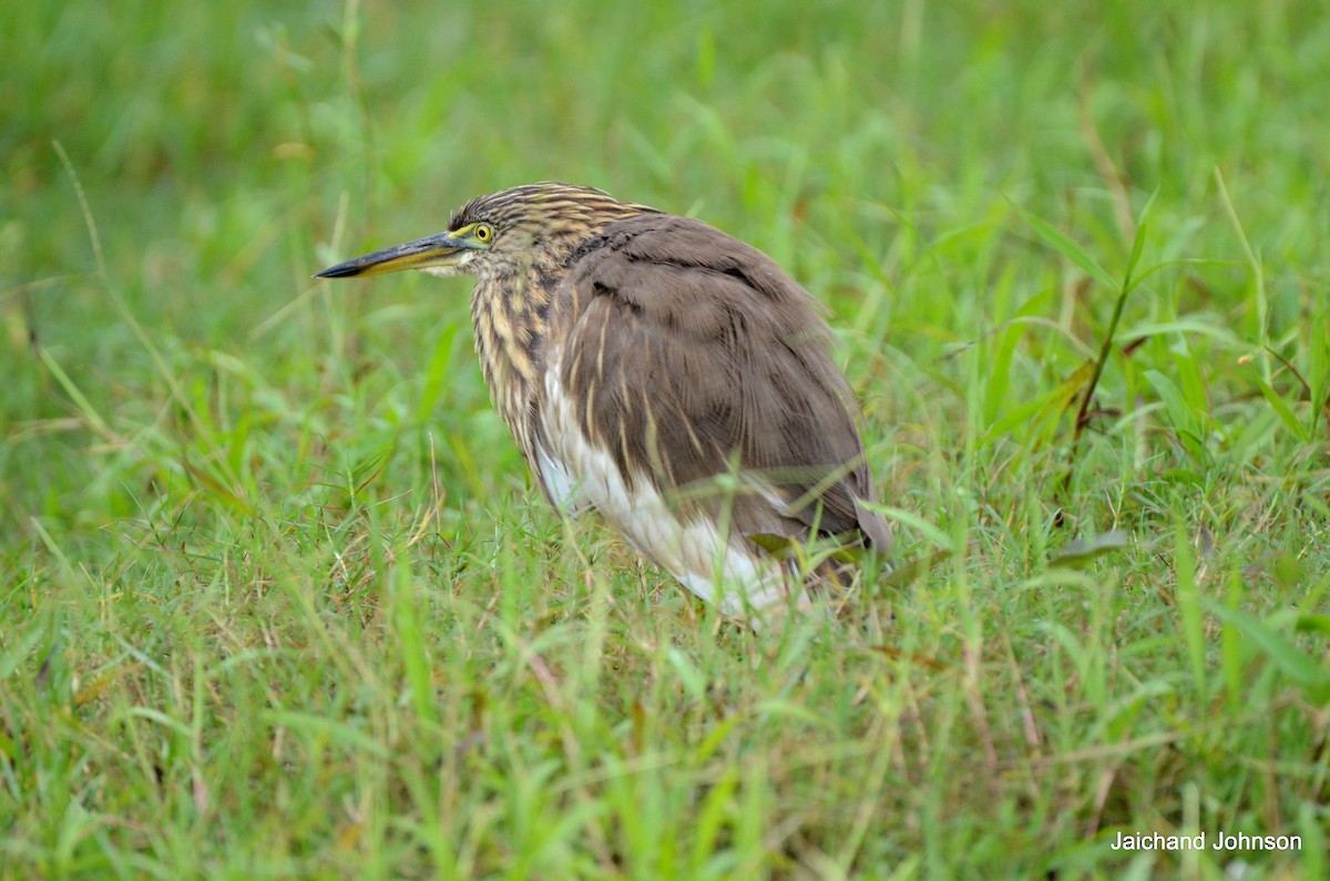 Hint Alaca Balıkçılı - ML646171017