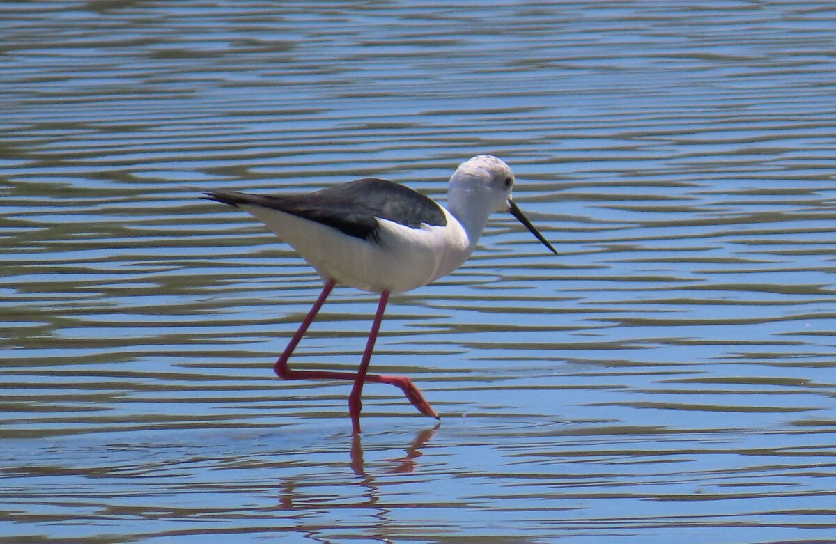 Black-winged Stilt - ML646171021