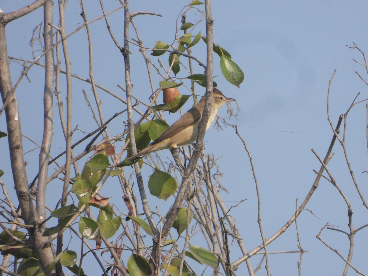Clamorous Reed Warbler - ML646171027