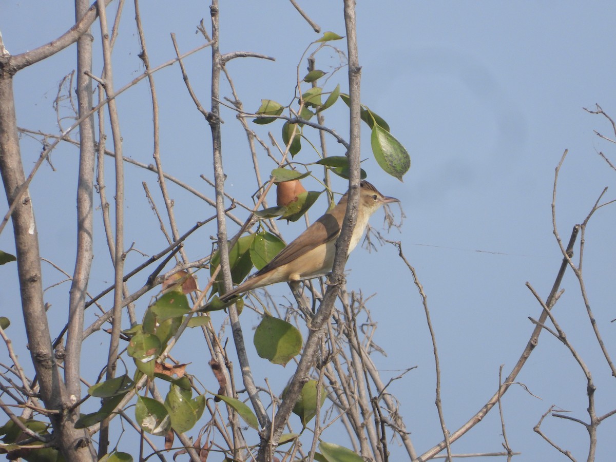 Clamorous Reed Warbler - ML646171028