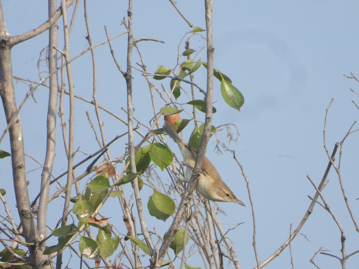 Clamorous Reed Warbler - ML646171029