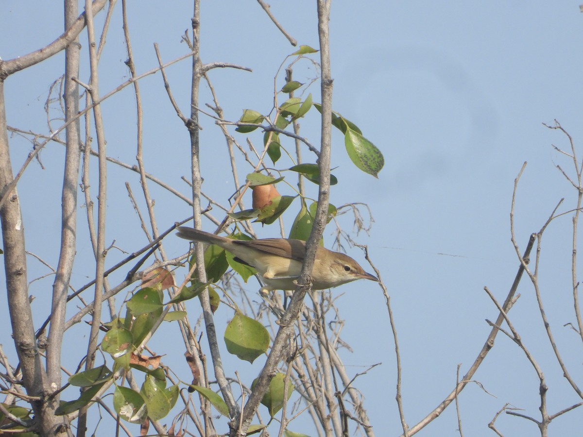 Clamorous Reed Warbler - ML646171030