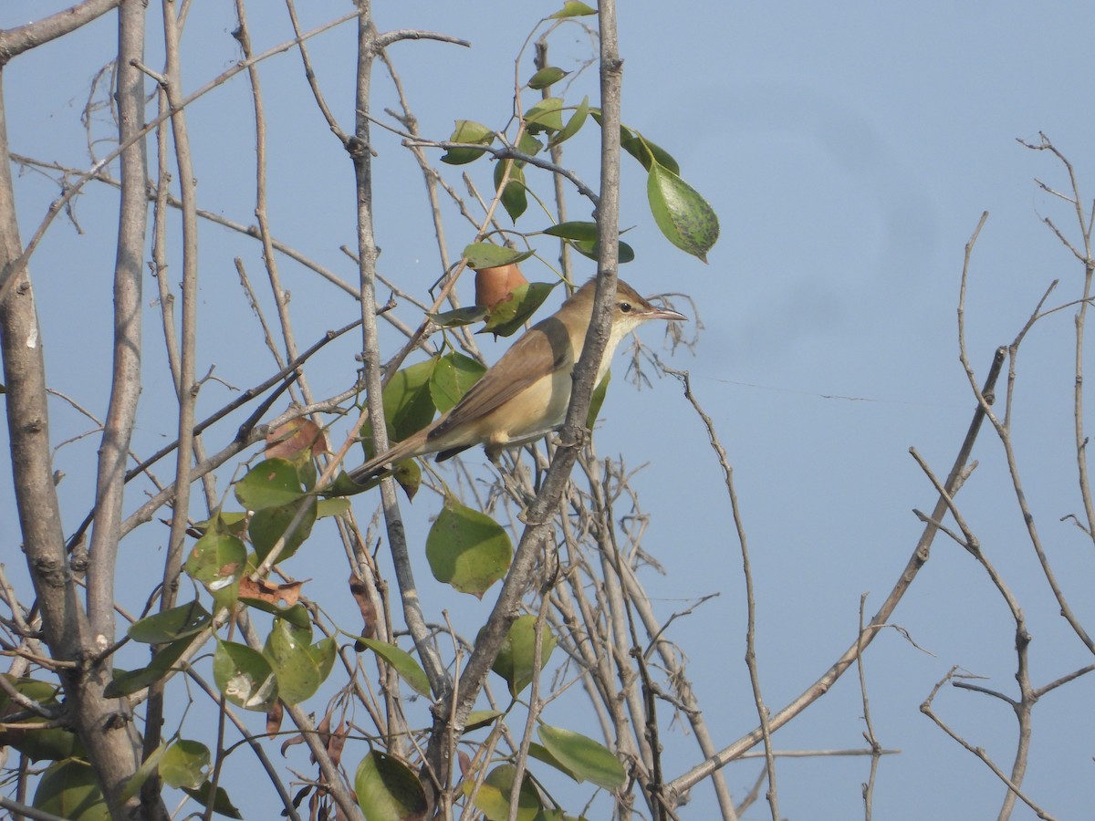 Clamorous Reed Warbler - ML646171031