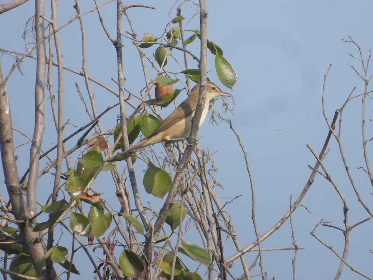 Clamorous Reed Warbler - ML646171034