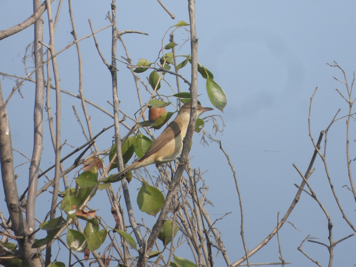 Clamorous Reed Warbler - ML646171035