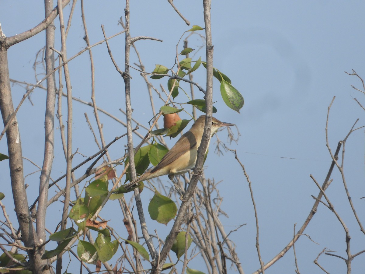 Clamorous Reed Warbler - ML646171036