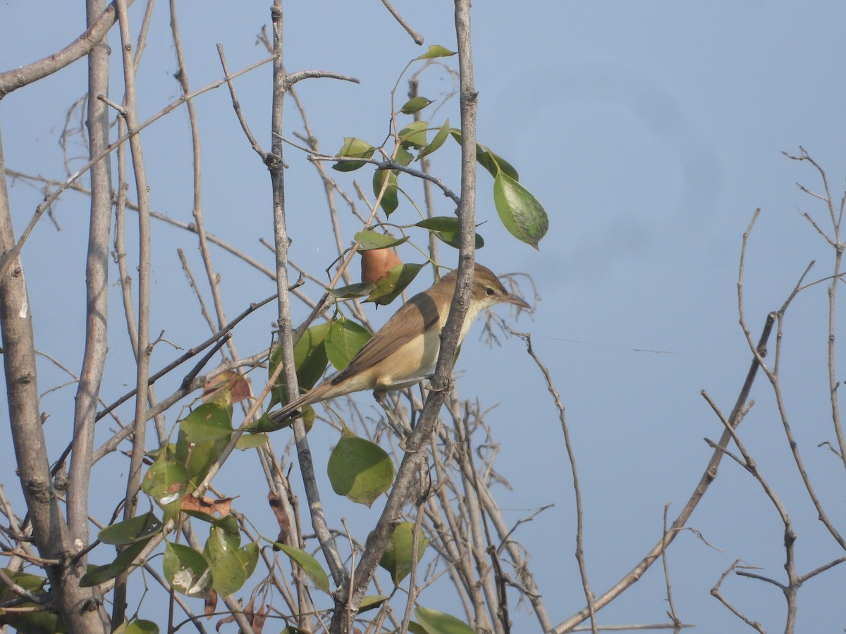 Clamorous Reed Warbler - ML646171037