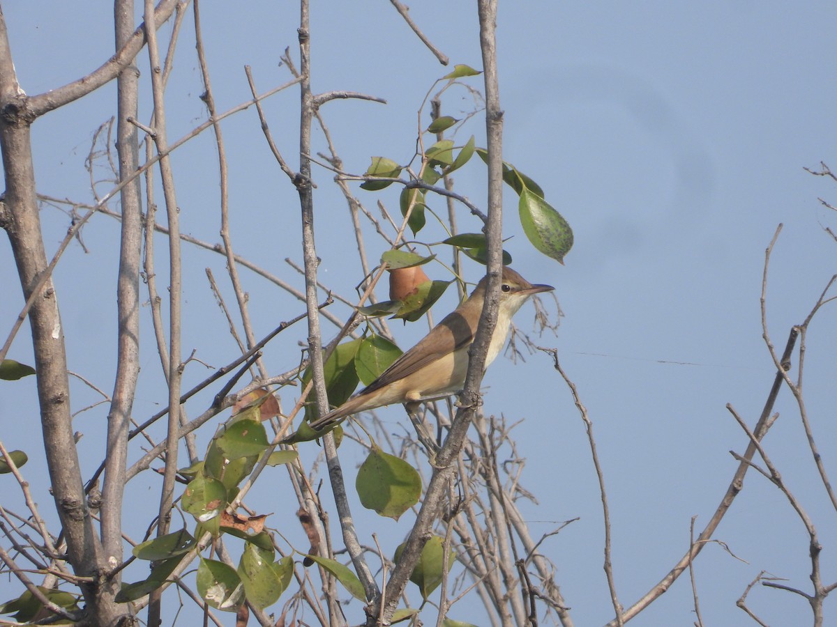 Clamorous Reed Warbler - ML646171038