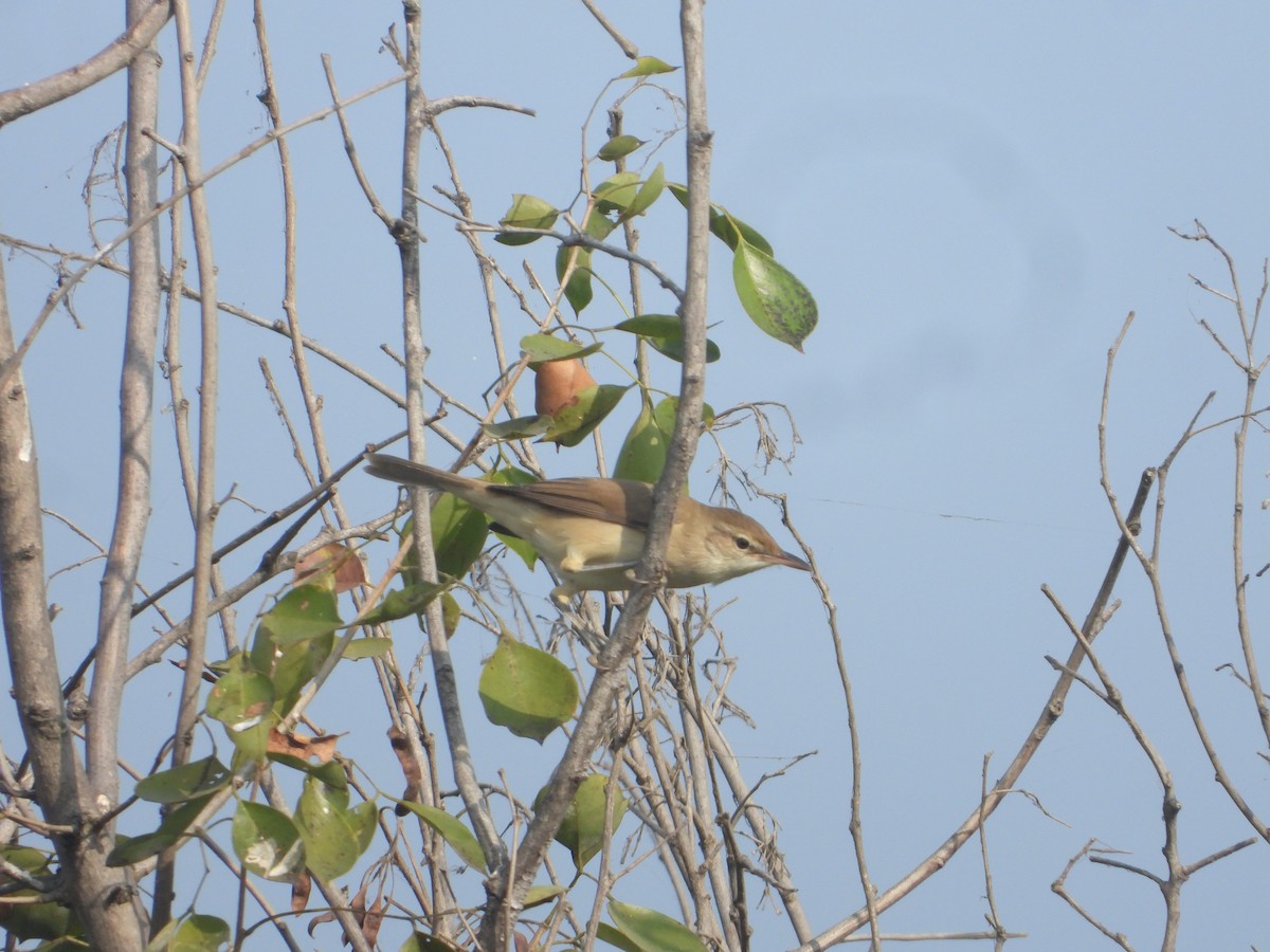 Clamorous Reed Warbler - ML646171040