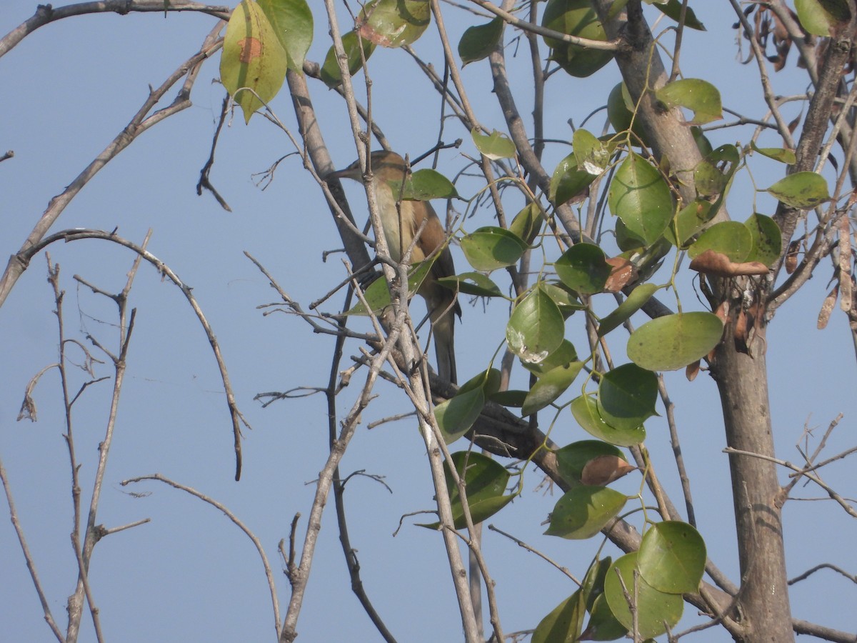 Clamorous Reed Warbler - ML646171041