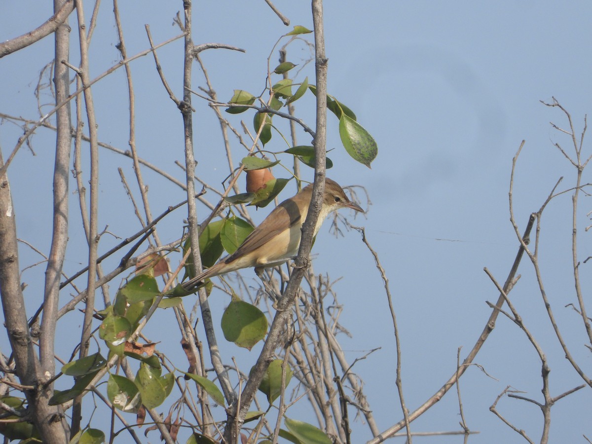 Clamorous Reed Warbler - ML646171042