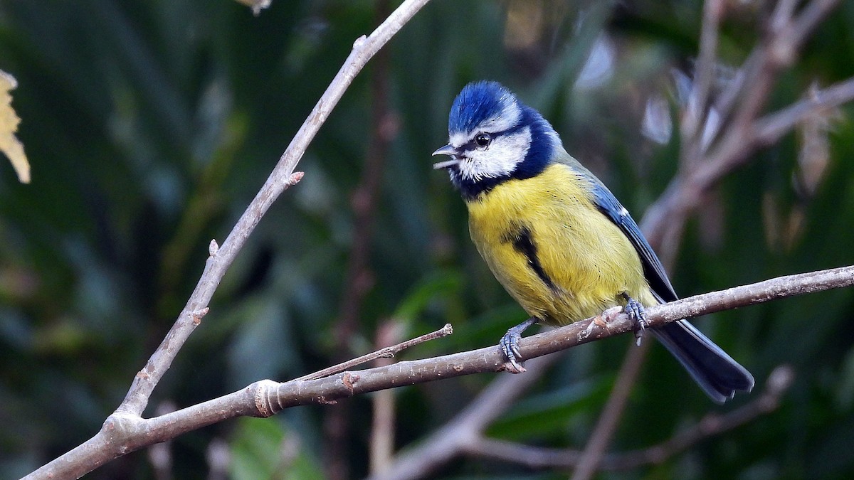 Eurasian Blue Tit - ML646171046