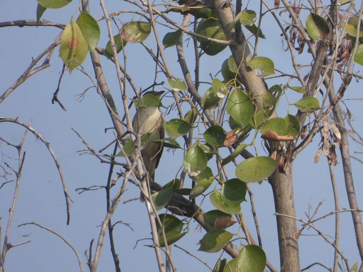 Clamorous Reed Warbler - ML646171047