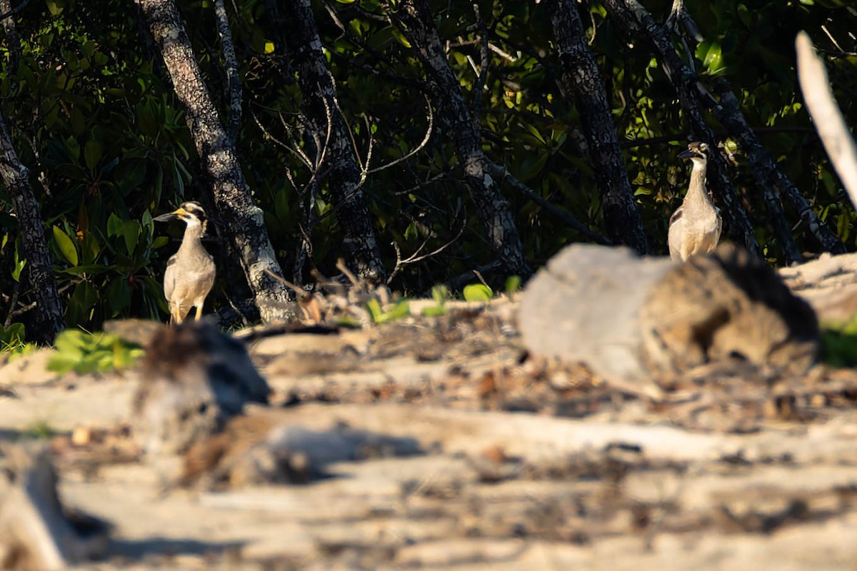 Beach Thick-knee - ML646171050
