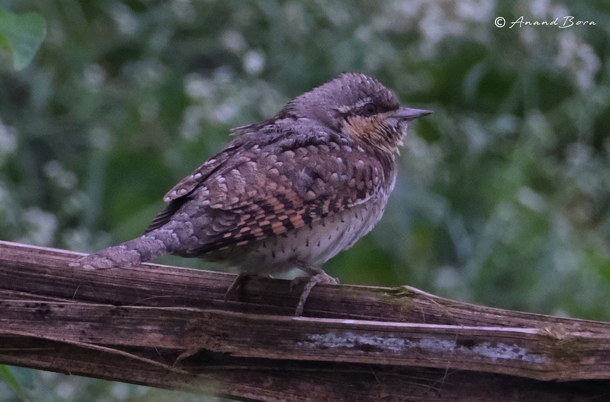 Eurasian Wryneck - ML646171055