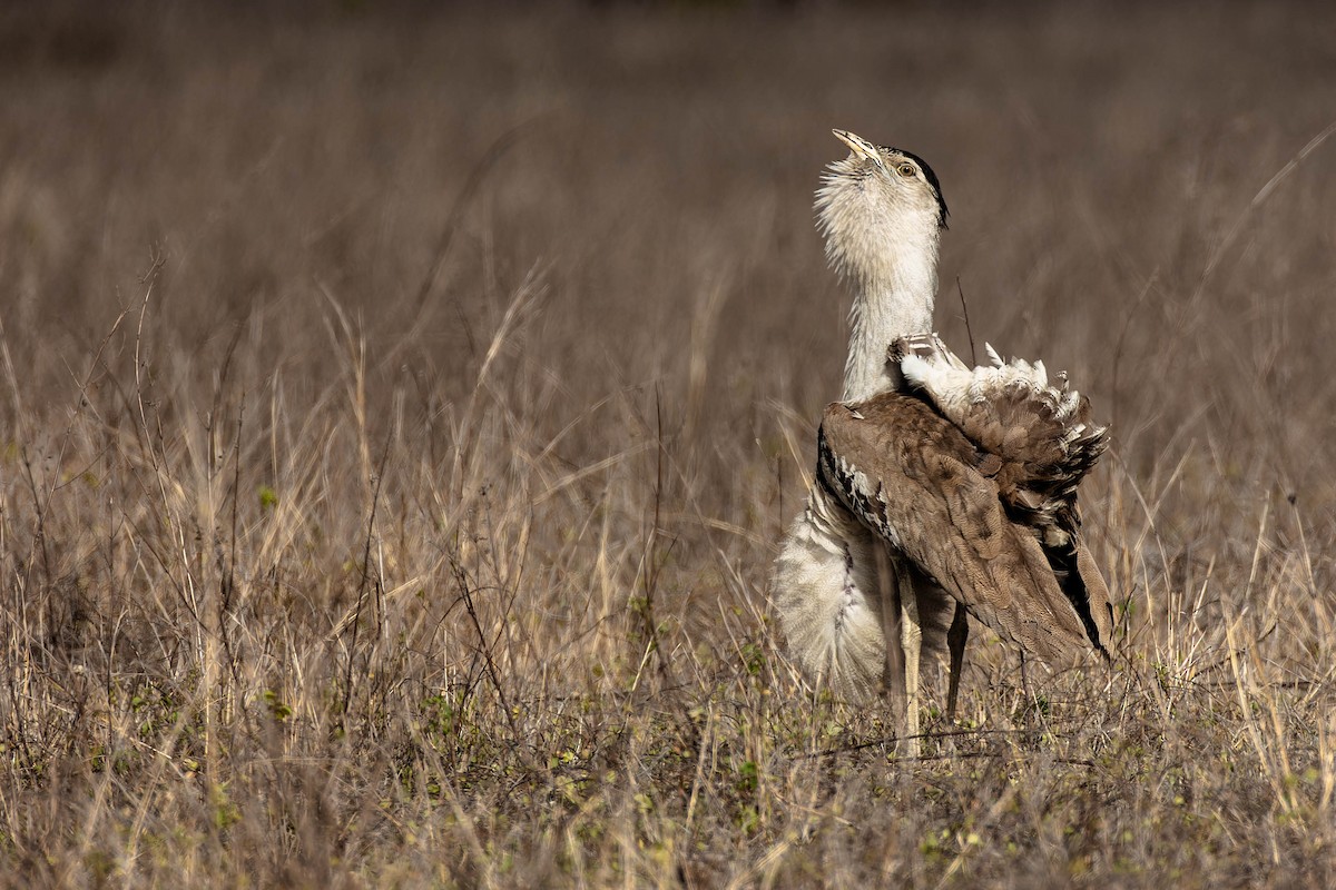 Australian Bustard - ML646171058