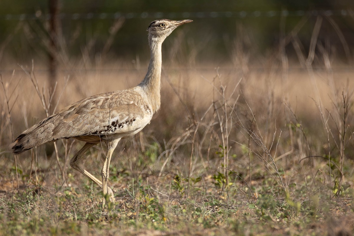 Australian Bustard - ML646171059