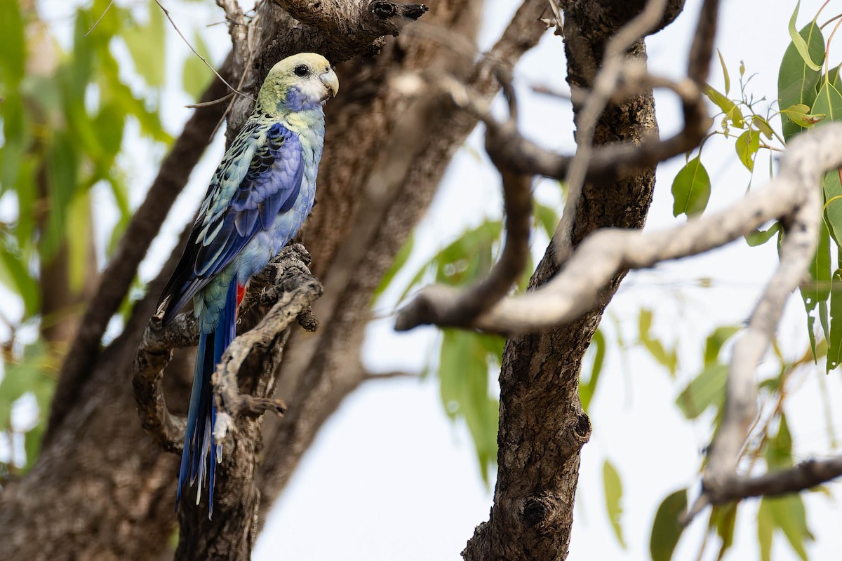 Pale-headed Rosella - ML646171060