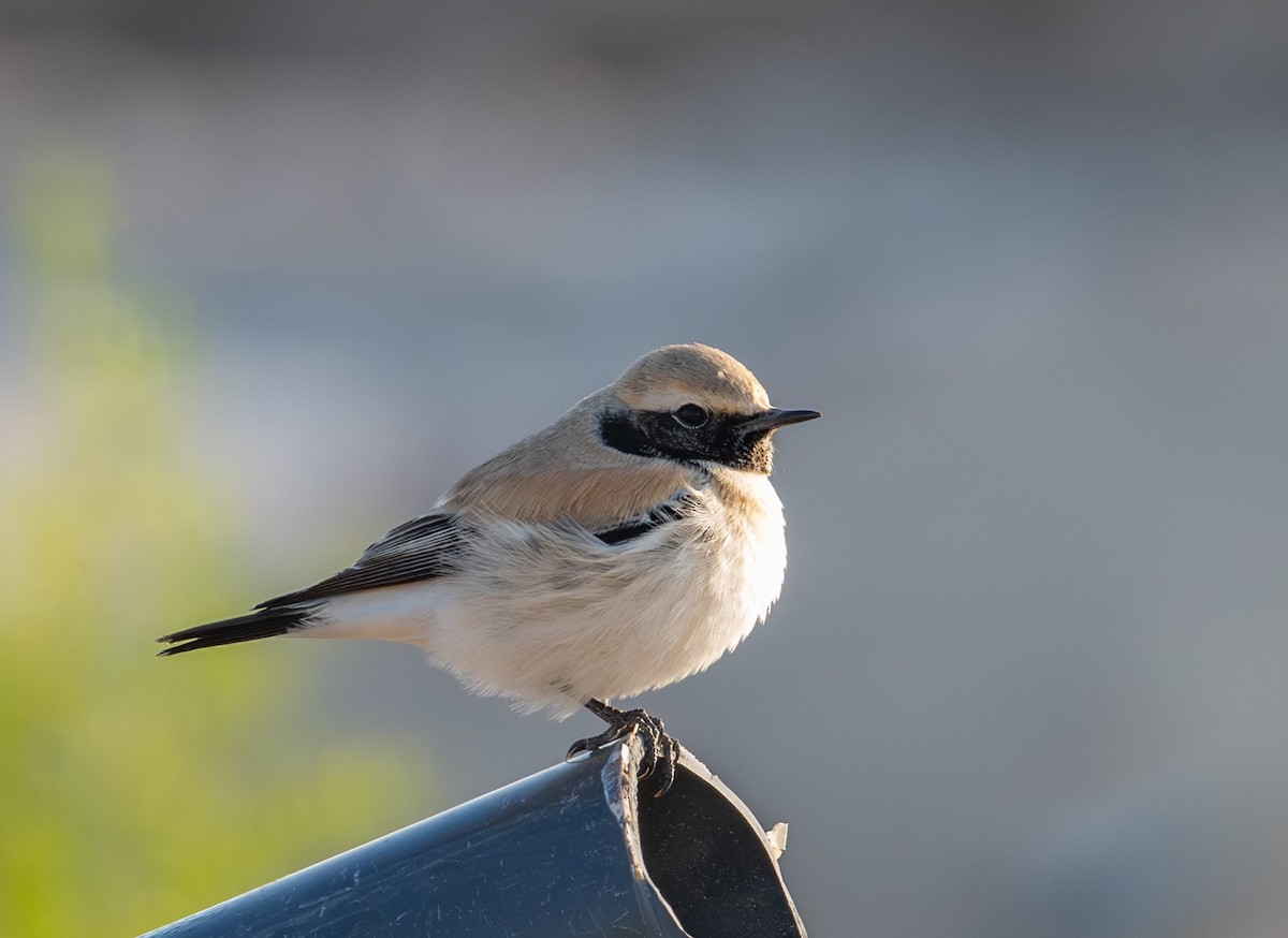 Desert Wheatear - ML646171063