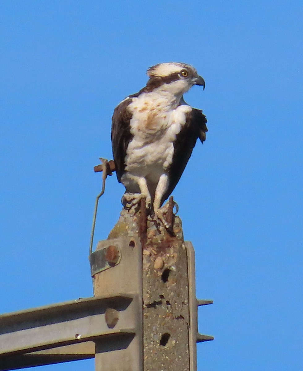 Osprey - ML646171088