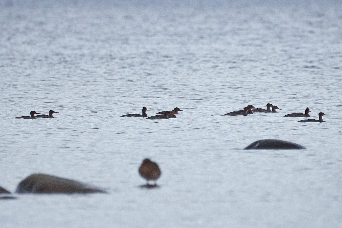 Red-breasted Merganser - ML646171092