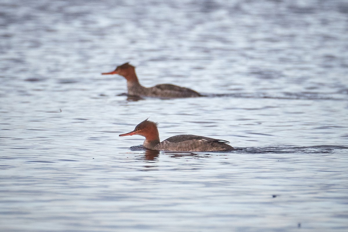 Red-breasted Merganser - ML646171101