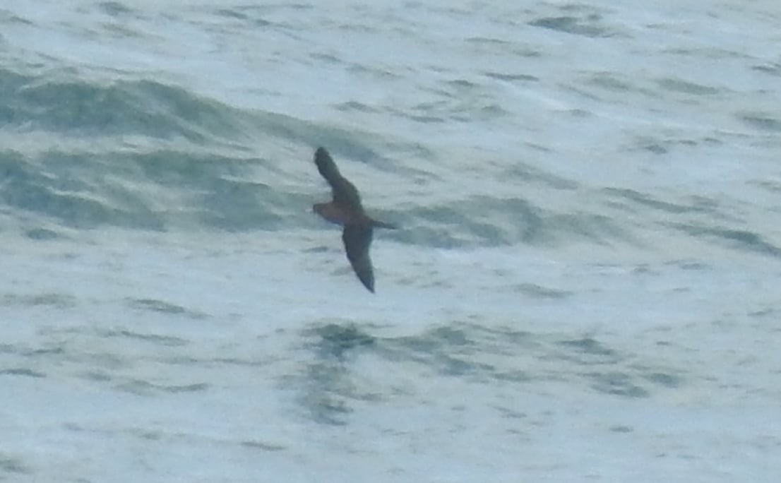 Flesh-footed Shearwater - ML646171102