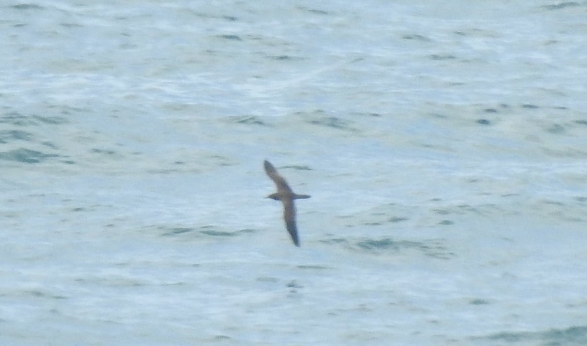 Wedge-tailed Shearwater - ML646171103