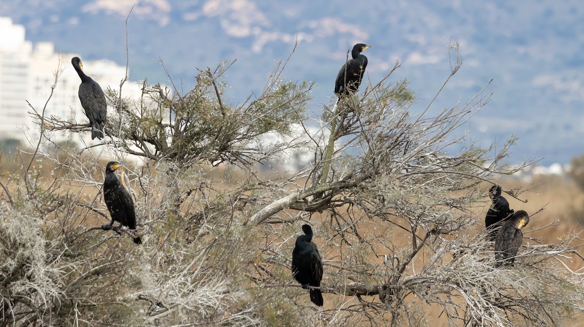 storskarv - ML646171121