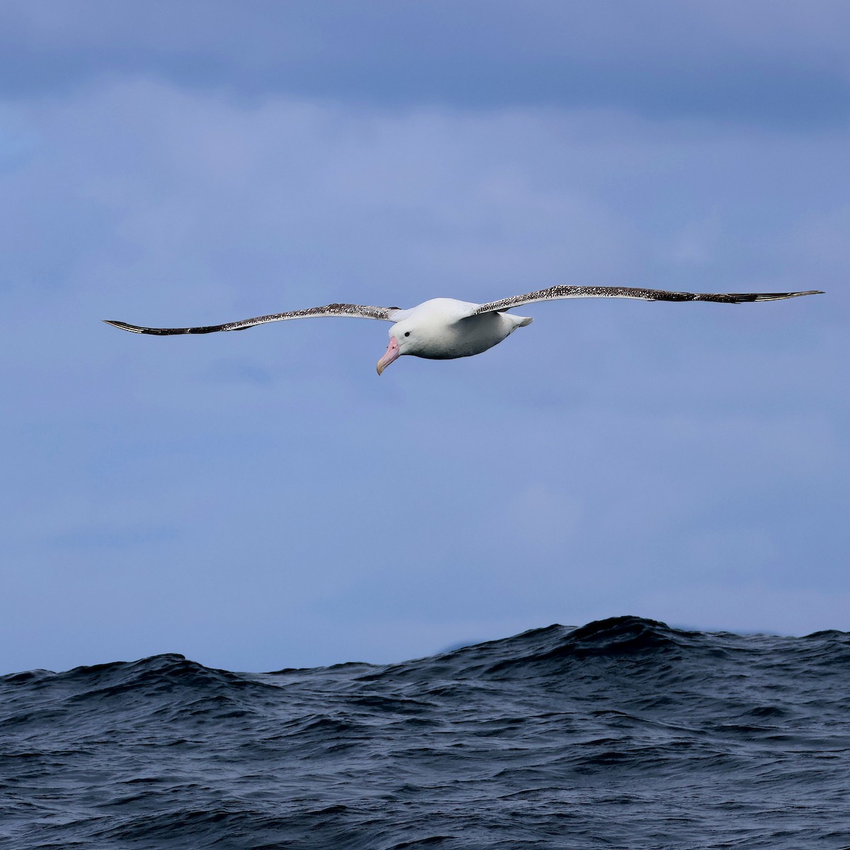 Southern Royal Albatross - ML646171123