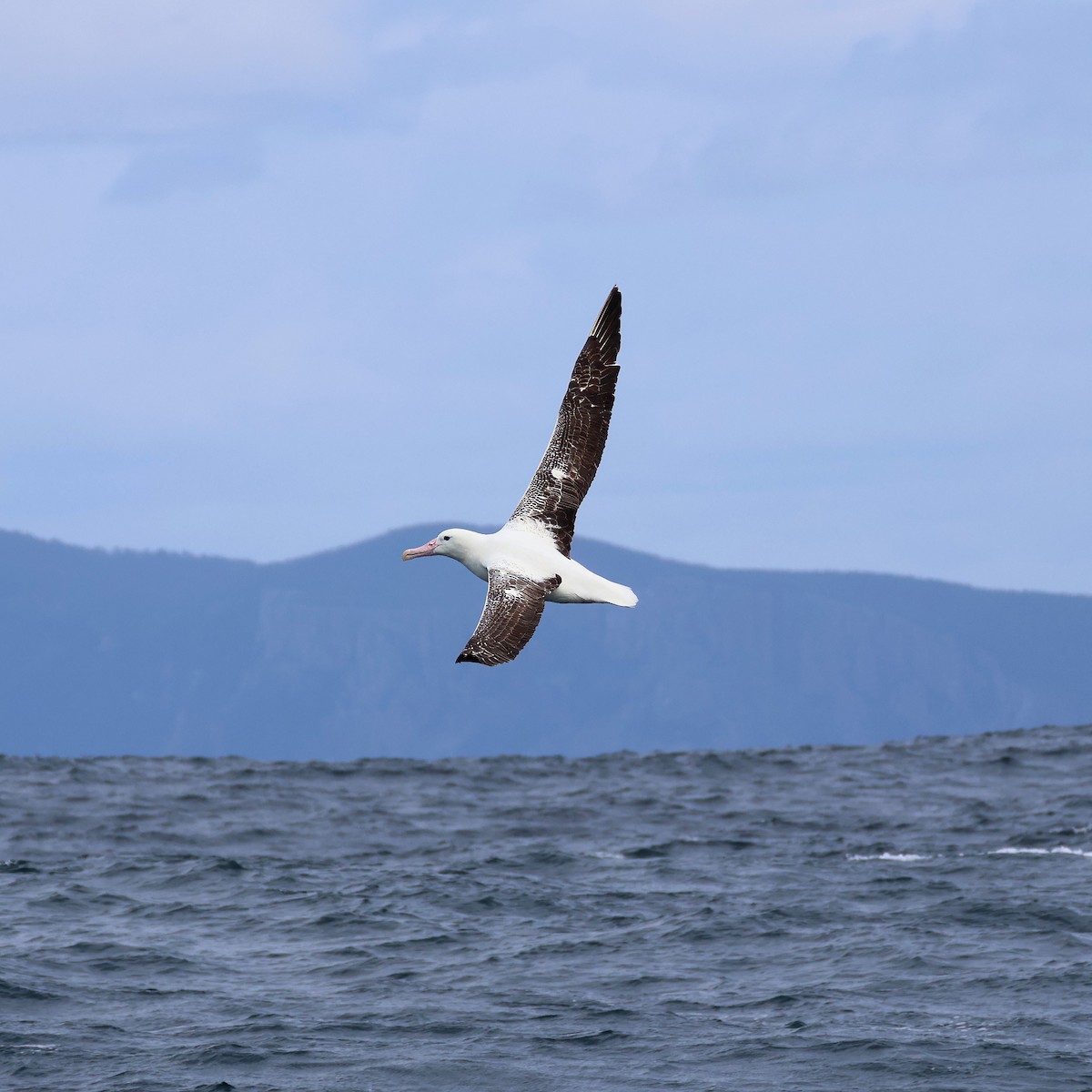 Southern Royal Albatross - ML646171126