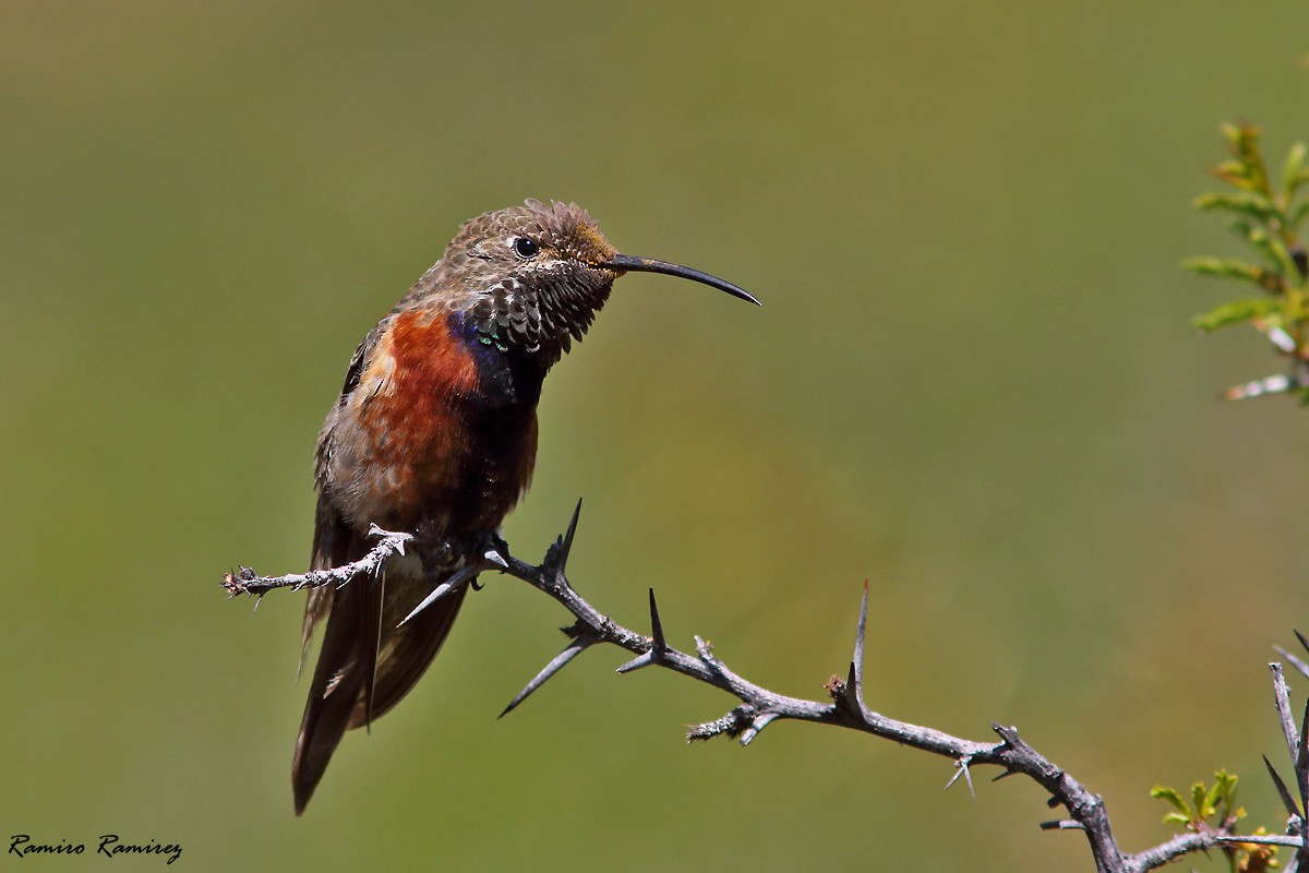 Wedge-tailed Hillstar - ML646171133