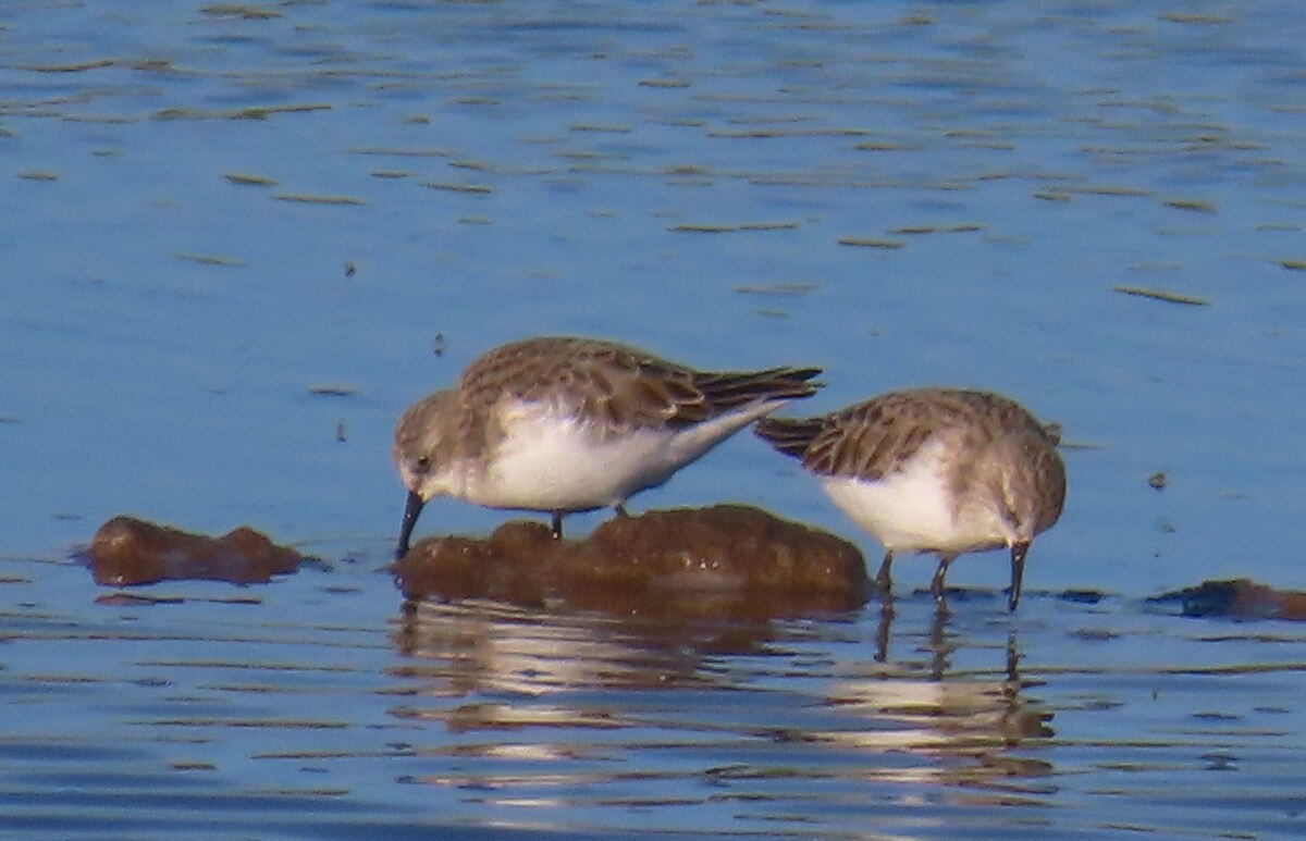 Küçük Kumkuşu - ML646171134