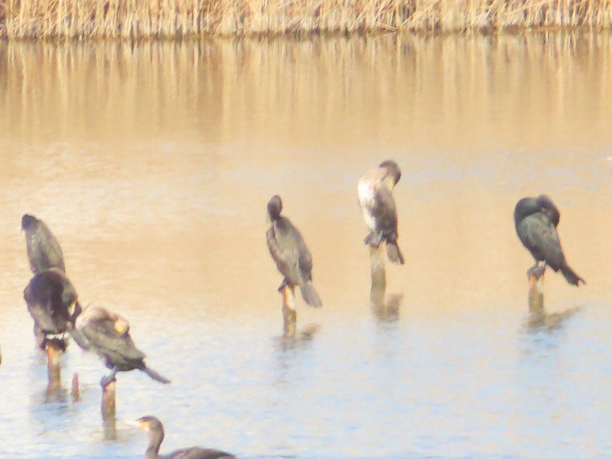 storskarv - ML646171138