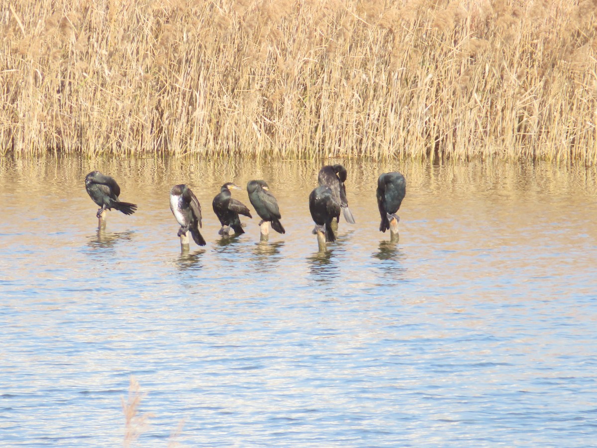 storskarv - ML646171139