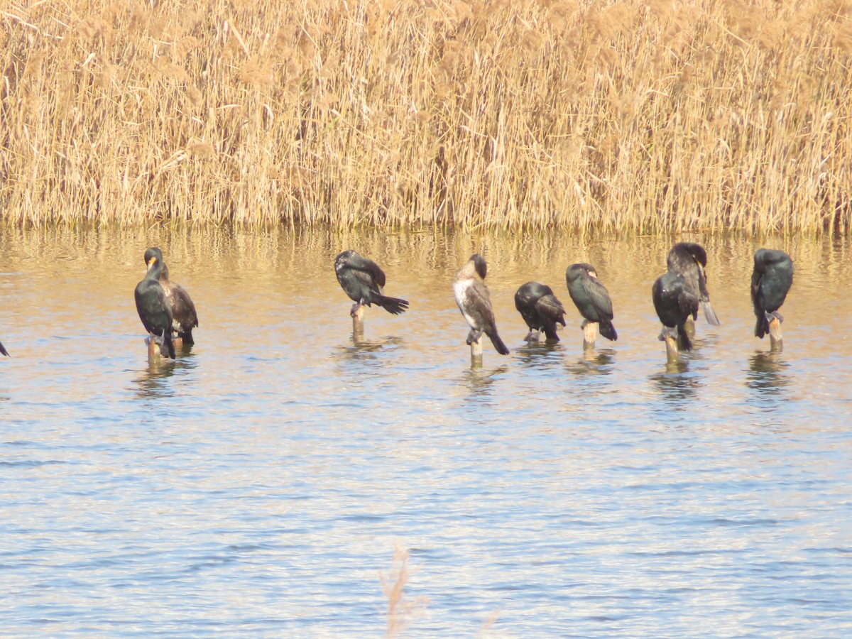 storskarv - ML646171140