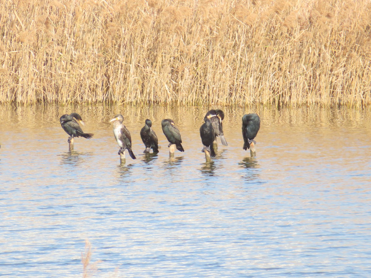 storskarv - ML646171141