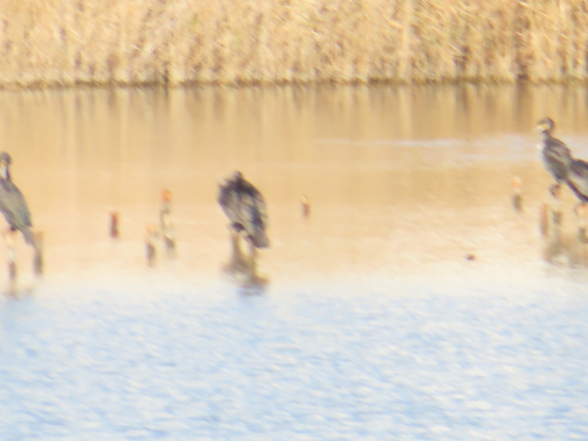 storskarv - ML646171142