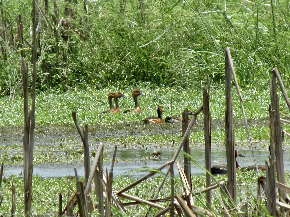 אווזון חלודי - ML646171144