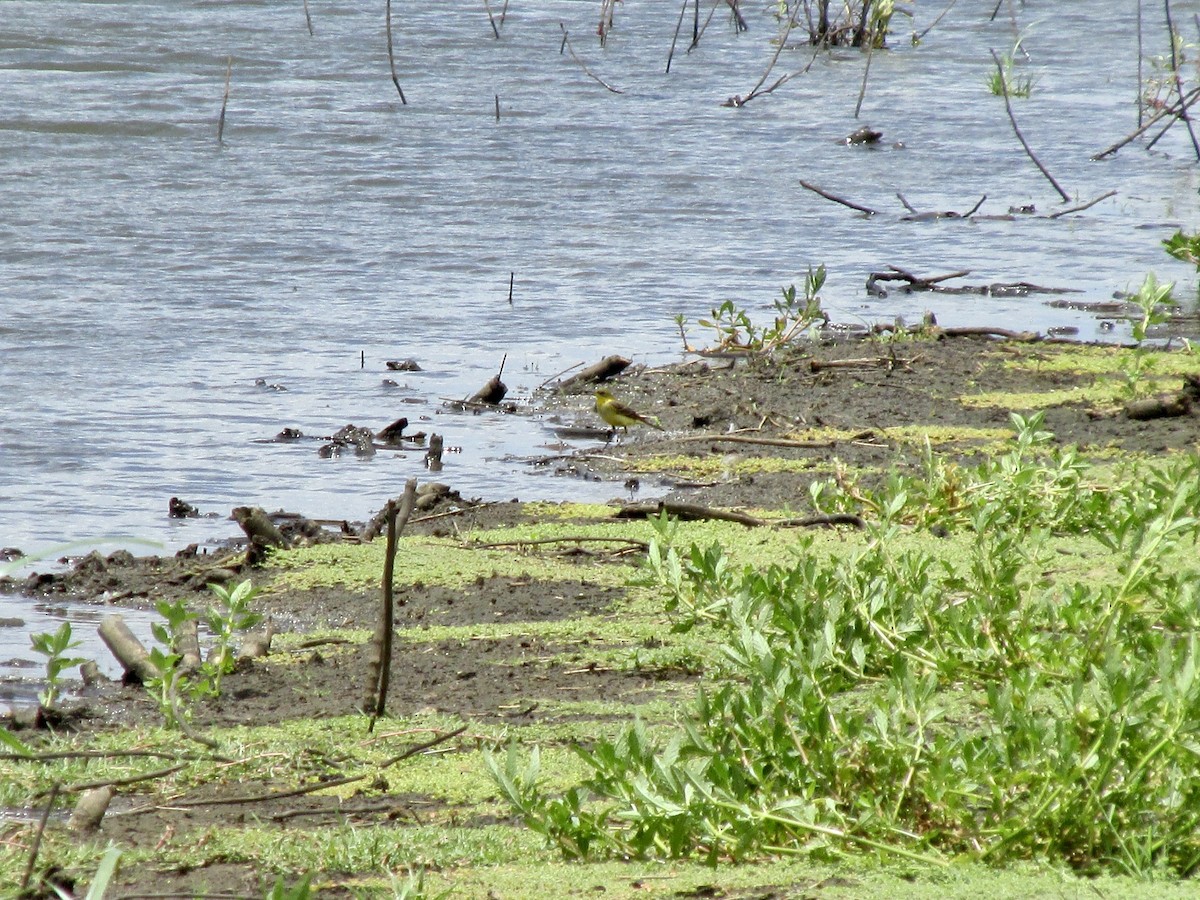 נחליאלי צהוב - ML646171147