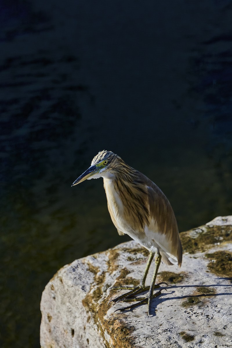 Squacco Heron - ML646171148
