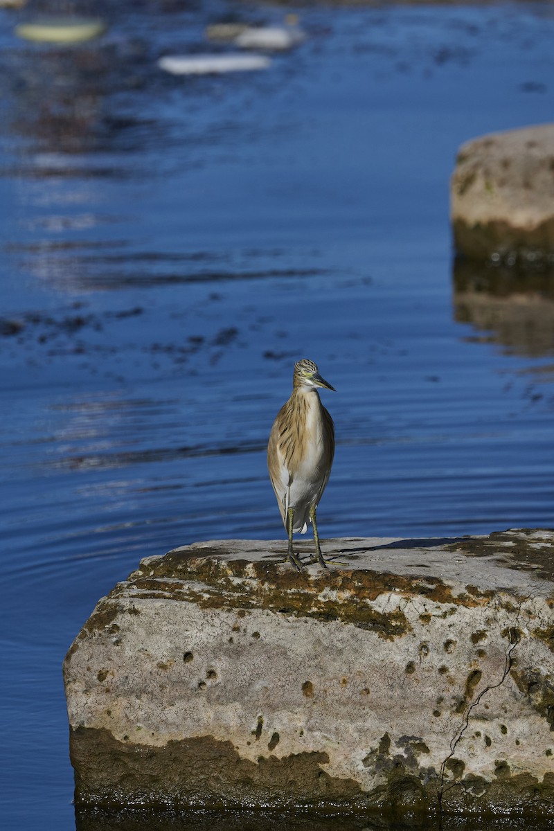 Squacco Heron - ML646171150